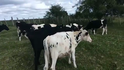 Lote 8 Terneros HOLANDO 150kg - , San José
