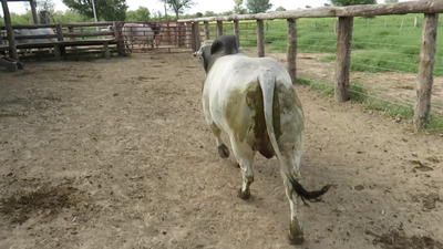 Lote Machos BRAHMAN en Pioneros del Chaco S.A.