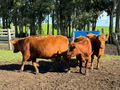 Lote 4 Vacas SA Preñadas en Velazquez