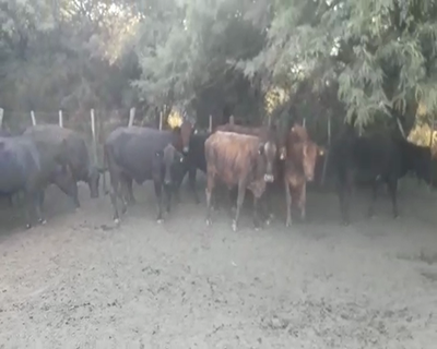 Lote 26 Vacas nuevas Preñadas en Providencia, Santa Fe