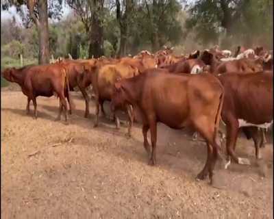 Lote 350 Vacas nuevas C/ cria en Saladas, Corrientes