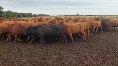 Lote 105 Vaquillonas