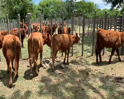 Lote 11 Terneras en Melo, Cerro Largo