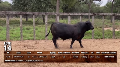 Lote (Vendido)Toros BRANGUS 635kg -  en Loma Plata
