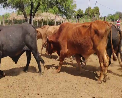 Lote 20 Vacas de invernar en Tintina, Santiago del Estero