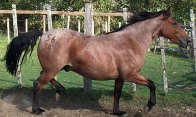 Lote Piretro La Invernada