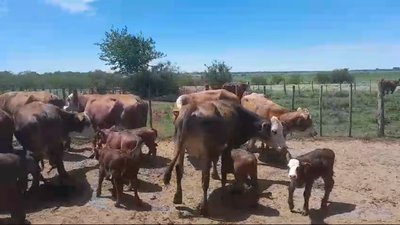 Lote 50 Vacas medio uso C/ cria