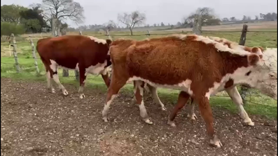 Lote VACAS DE INVERNADA