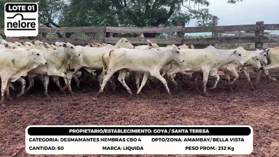 Lote LOTE 1