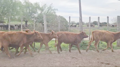 Lote 10 Terneras Angus colorada en Santa Lucia