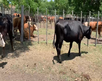 Lote 7 Vacas de Invernada en Melo, Cerro Largo