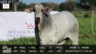 Lote LOTE 35