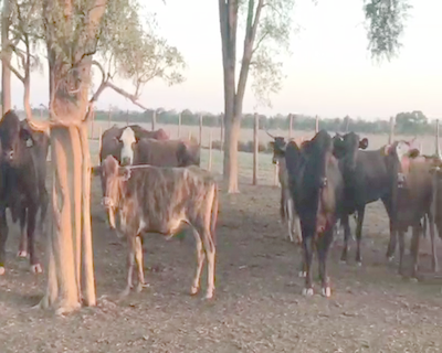 Lote 35 Vacas en Quimilí, Santiago del Estero