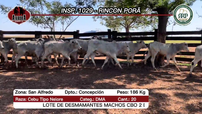 Lote 20 Terneros en Asunción