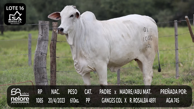 Lote LOTE 16