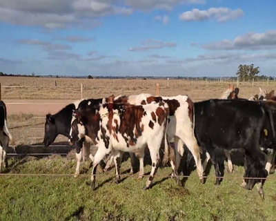 Lote (Vendido)11 Novillos 1 a 2 años 2 NO,  5 AA X NO,  3 HO,  1 AA X NO 325kg - , Colonia