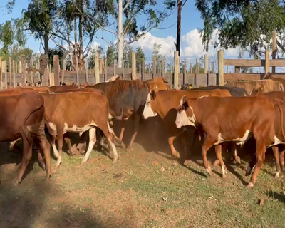 Lote 65 Novillos en Ituzaingó, Corrientes
