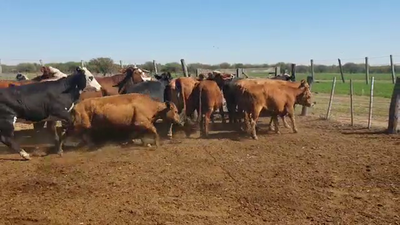 Lote 32 Vacas Braford en Felicia, Santa Fe