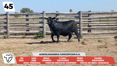 Lote LOTE 45