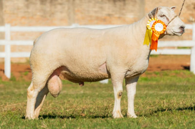 Lote LOTE 23