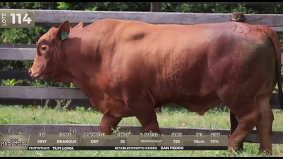 Lote LOTE 114
