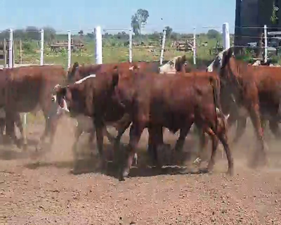 Lote 90 Terneros en Tintina, Santiago del Estero