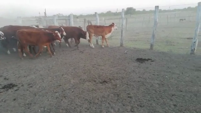 Lote 80 Terneros en Federal, Entre Ríos