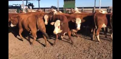 Lote 32 Vaquillonas C/ gtia de preñez en Villaguay, Entre Ríos