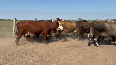 Lote 35 Vacas faena