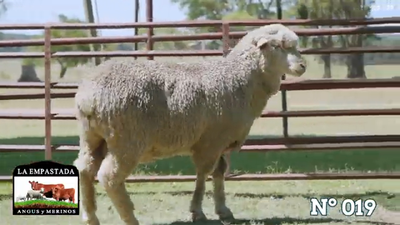 Lote Merino Donhe