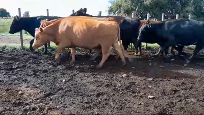 Lote 8 Vaquillonas Vacas Preñadas 5 AA,  3 RA 480kg -  en BALTASAR BRUM