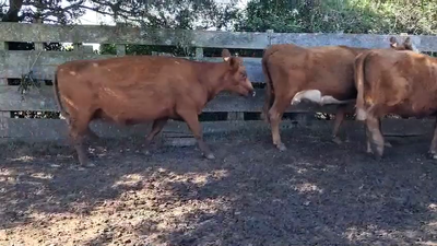  VACAS PREÑADAS