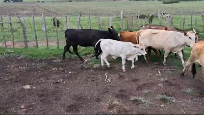 Lote PIEZAS DE CRIA