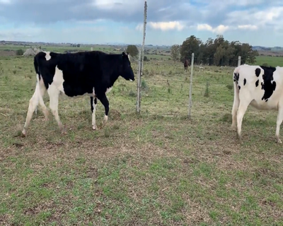 Lote (Vendido)2 Vaquillonas Vacas Preñadas HO 450kg - , Colonia