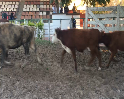 Lote 29 Terneras en Esquina, Corrientes
