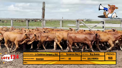 Lote LOTE 124