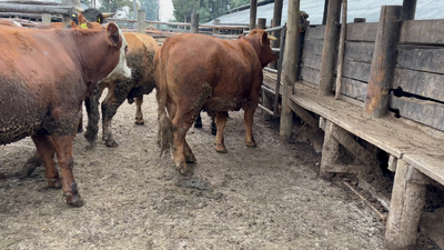 Lote 45 Novillo Gordo en Coihueco,  XVI Región Ñuble