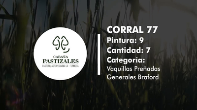 Lote Vaquillonas