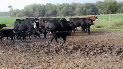 Lote PIEZAS DE CRIA
