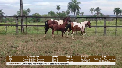 Lote LOTE 41