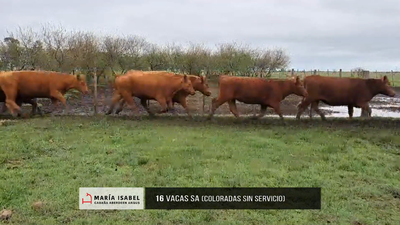 Lote Lote 24 - Vacas