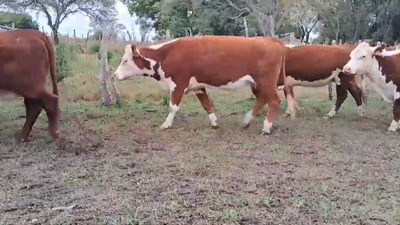 Imagen (Vendido)19 Vacas preñadas 19 HE 450kg -  en QUEBRACHO, A 5 KM DE RUTA 3