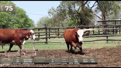 Lote LOTE 75