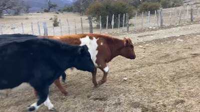 Lote 40 Novillo Engorda en Río Ibáñez, XI Región Aysén