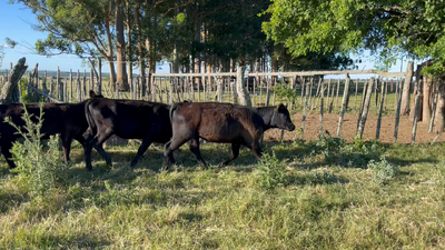 Lote TERNERAS