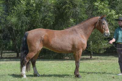 Lote Yubely Compinche