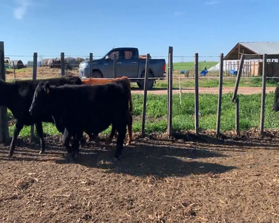 Lote 14 Terneros 13 AA Y 1 RA 295kg - , Soriano
