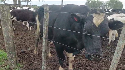 Lote Toros Holando 850kg -  en Libertad