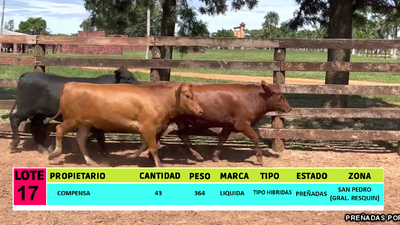 Lote LOTE 17  - 43 VAQUILLAS PREÑADAS CBO 0