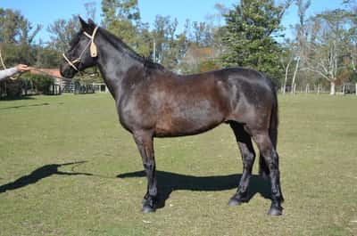 Lote Pardo del Paso